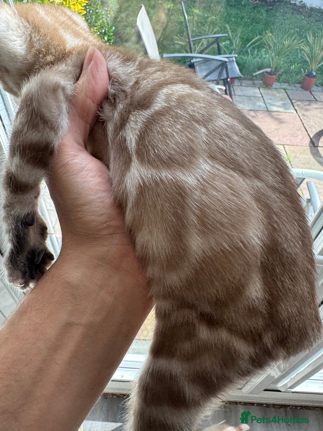 Bengal cats for sale: Beautiful Bengal Kittens Tica Registered 🌈🐾 - Image 6