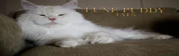 Maine Coon cats for sale: ⚜️ Black silver ticked torbie queen ⚜️ - Advert 5