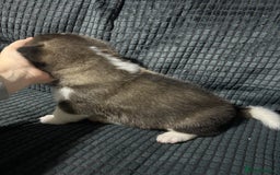 Akita dogs for sale: American Akita puppy’s  - Image 6