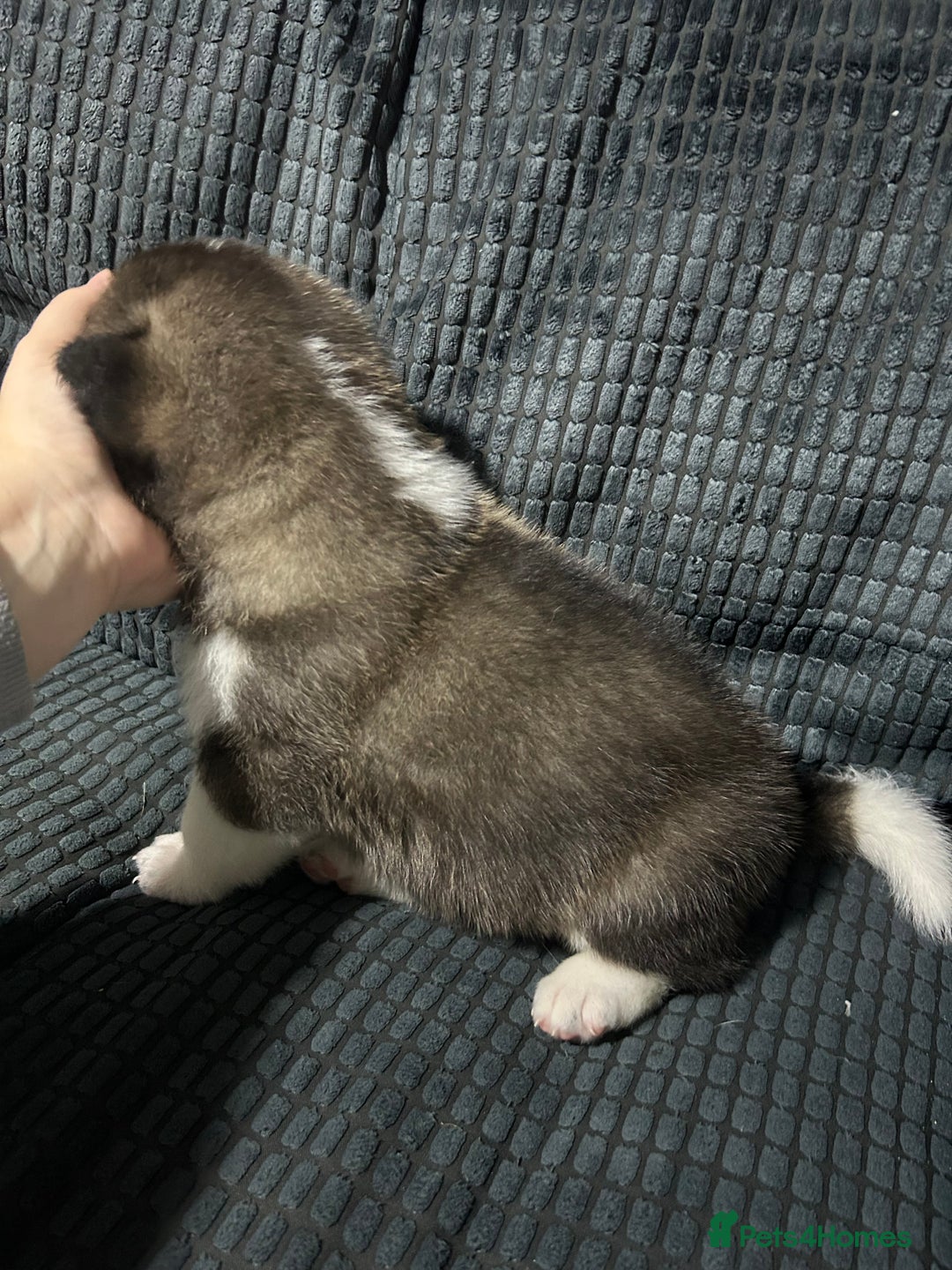 Akita dogs for sale: American Akita puppy’s  - Image 6