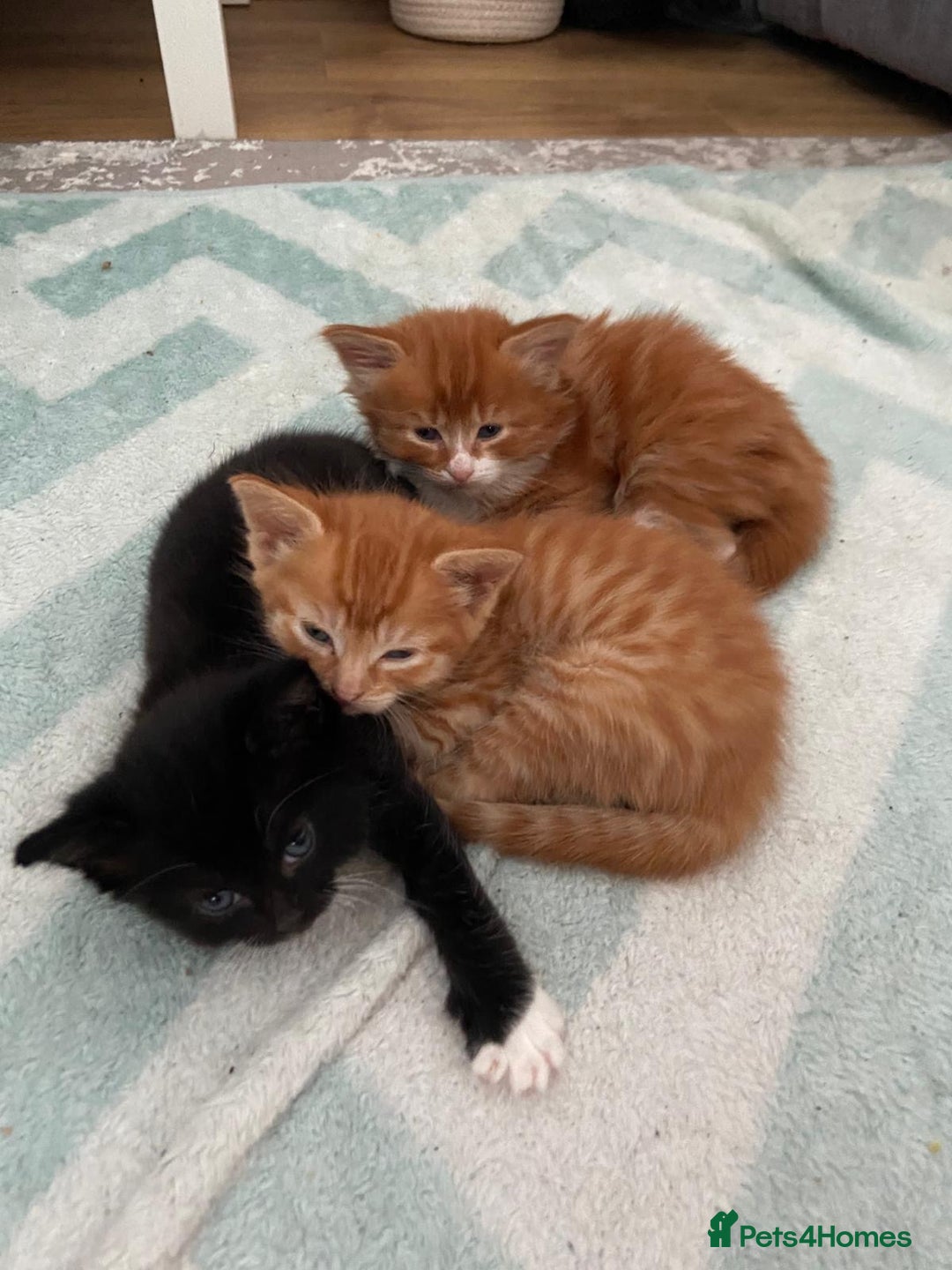 Mixed Breed cats for sale: 5 Beautiful Half-Ragdoll kittens ❤️ - Advert 6