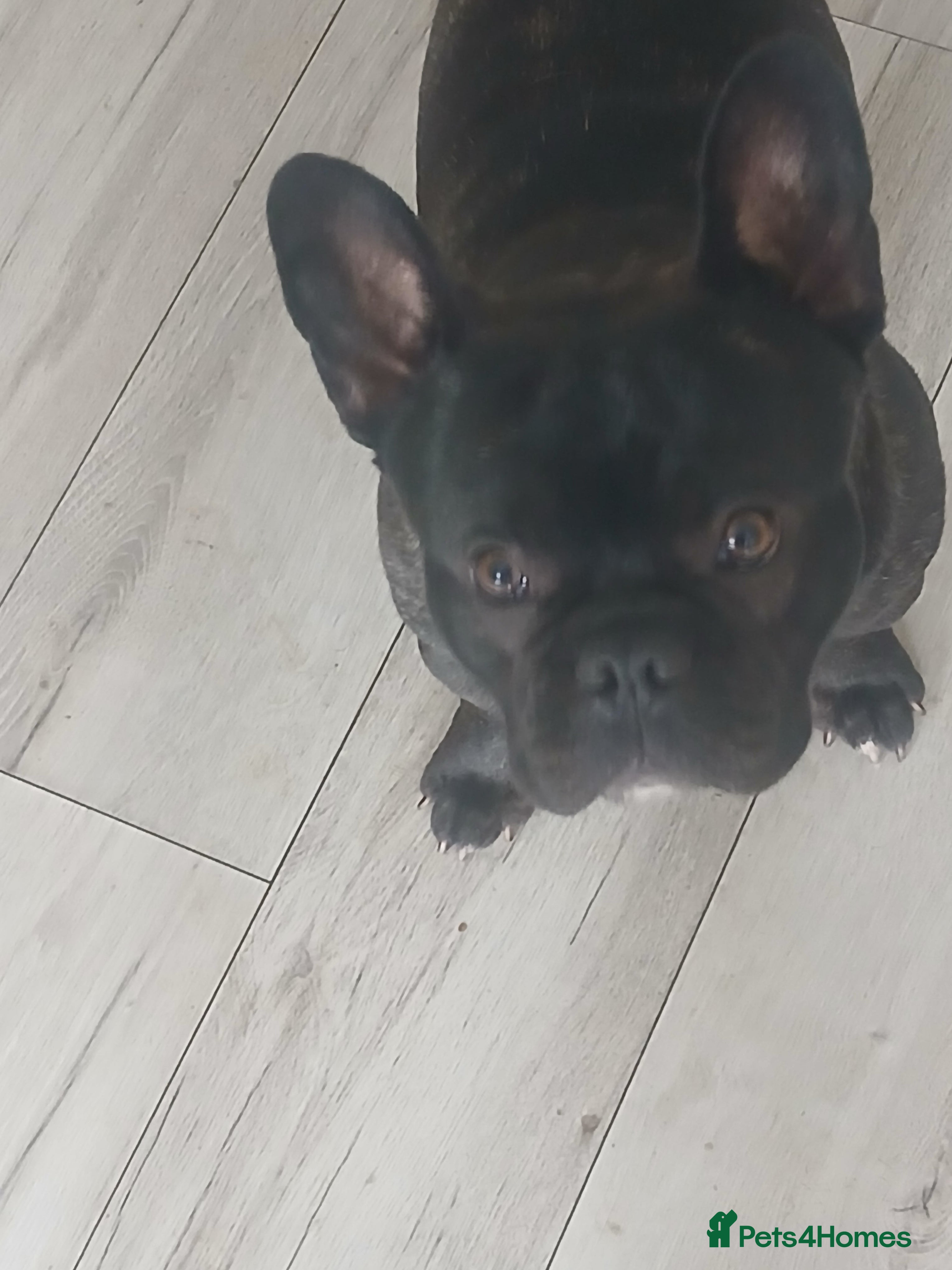 French Bulldog dogs French Bulldog Male 1.5 years old - Advert 1