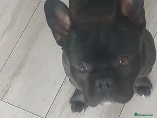 French Bulldog dogs French Bulldog Male 1.5 years old - Advert 1