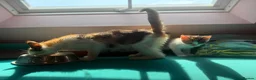Mixed Breed cats for sale: Stunning polydactyl kittens - Advert 1