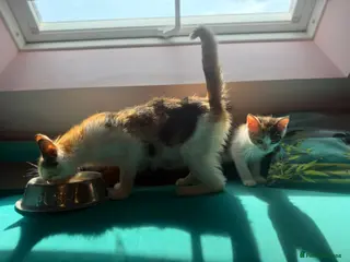 Mixed Breed cats Beautiful black and white kitten - Advert 2