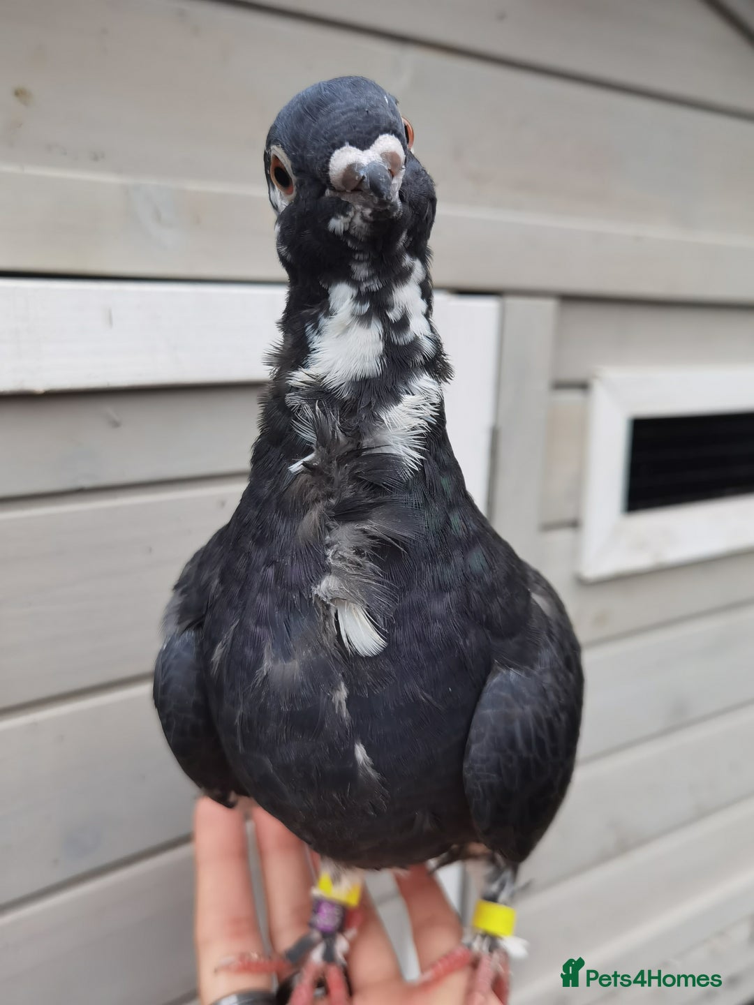Pigeons birds for sale: Pigeons [Semi Hand-Raised] - Fancy & Racing Breeds - Advert 12