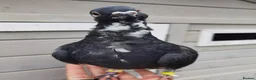 Pigeons birds for sale: Pigeons [Semi Hand-Raised] - Fancy & Racing Breeds - Advert 18
