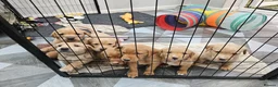 Labrador Retriever dogs for sale: Lovely Fox red and  Yellow Labrador puppies in Ringwood - Advert 5