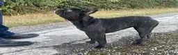 French Bulldog dogs for sale: Brindle female kennel club reg adult available  - Advert 15