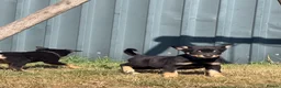 Australian Kelpie dogs for sale: Pure Bred Kelpie pups - Advert 21