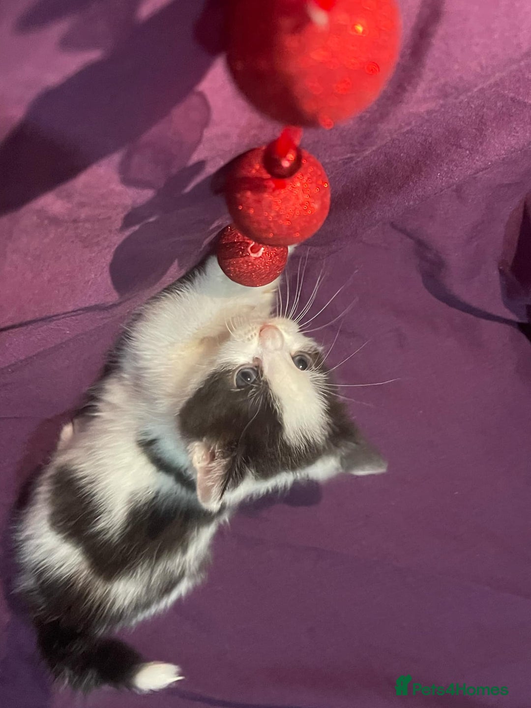 Mixed Breed cats for sale: Beautiful kittens - Advert 3