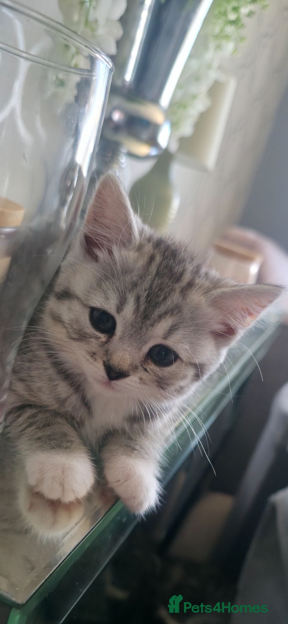 British Shorthair cats British shorthair x - Advert 1