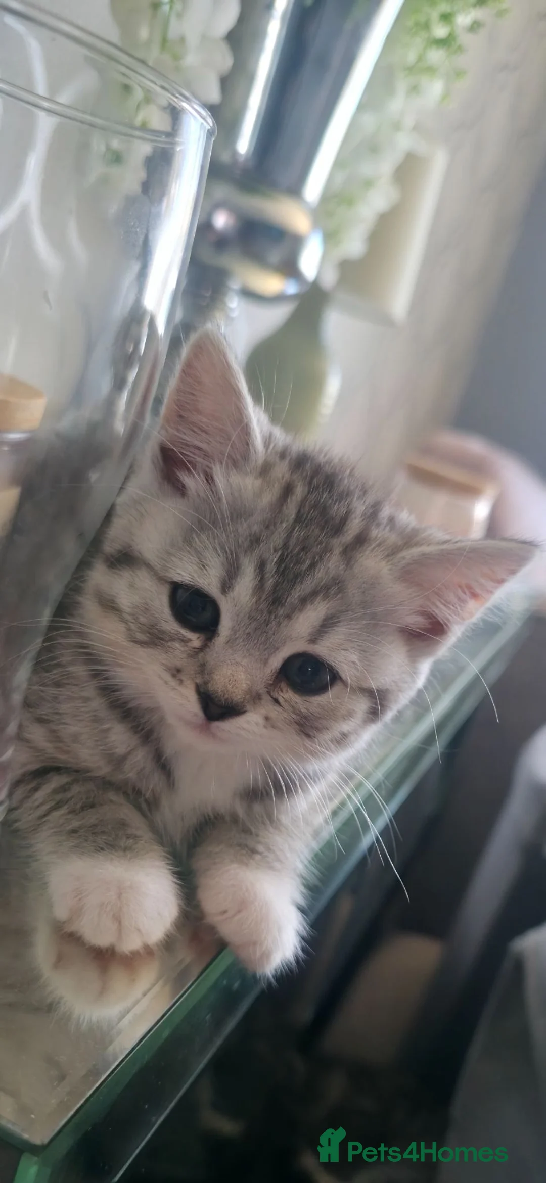 British Shorthair cats for sale: British shorthair x - Advert 1