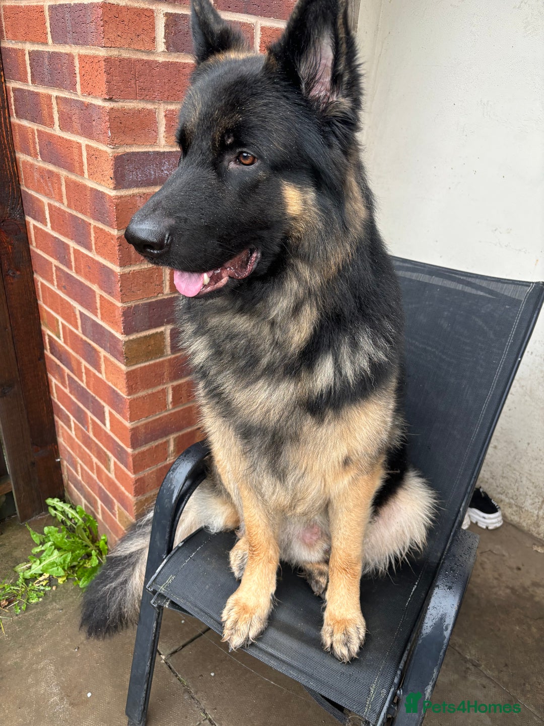 Mixed Breed dogs for sale: Shepweiler puppies READY TO RESERVE! - Image 18