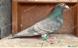 Pigeons birds for sale: RARE RUBELLA COLOURED RACING PIGEONS - Image 2