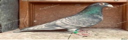 Pigeons birds for sale: RARE RUBELLA COLOURED RACING PIGEONS - Advert 2