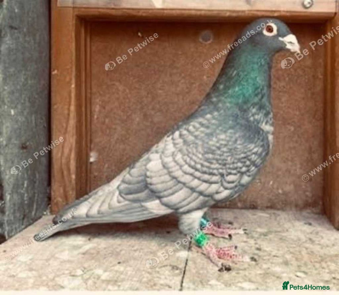 Pigeons birds for sale: RARE RUBELLA COLOURED RACING PIGEONS - Image 2