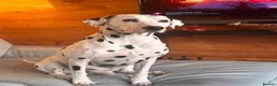 Dalmatian dogs for sale: Dalmatian puppies - Advert 4