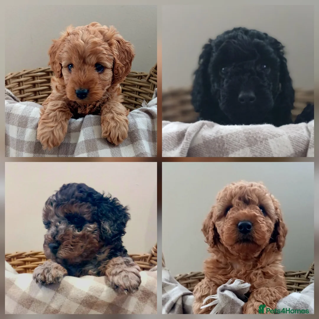 Labradoodle dogs for sale: ✨️F1bb miniture labradoodles✨️ - Advert 1