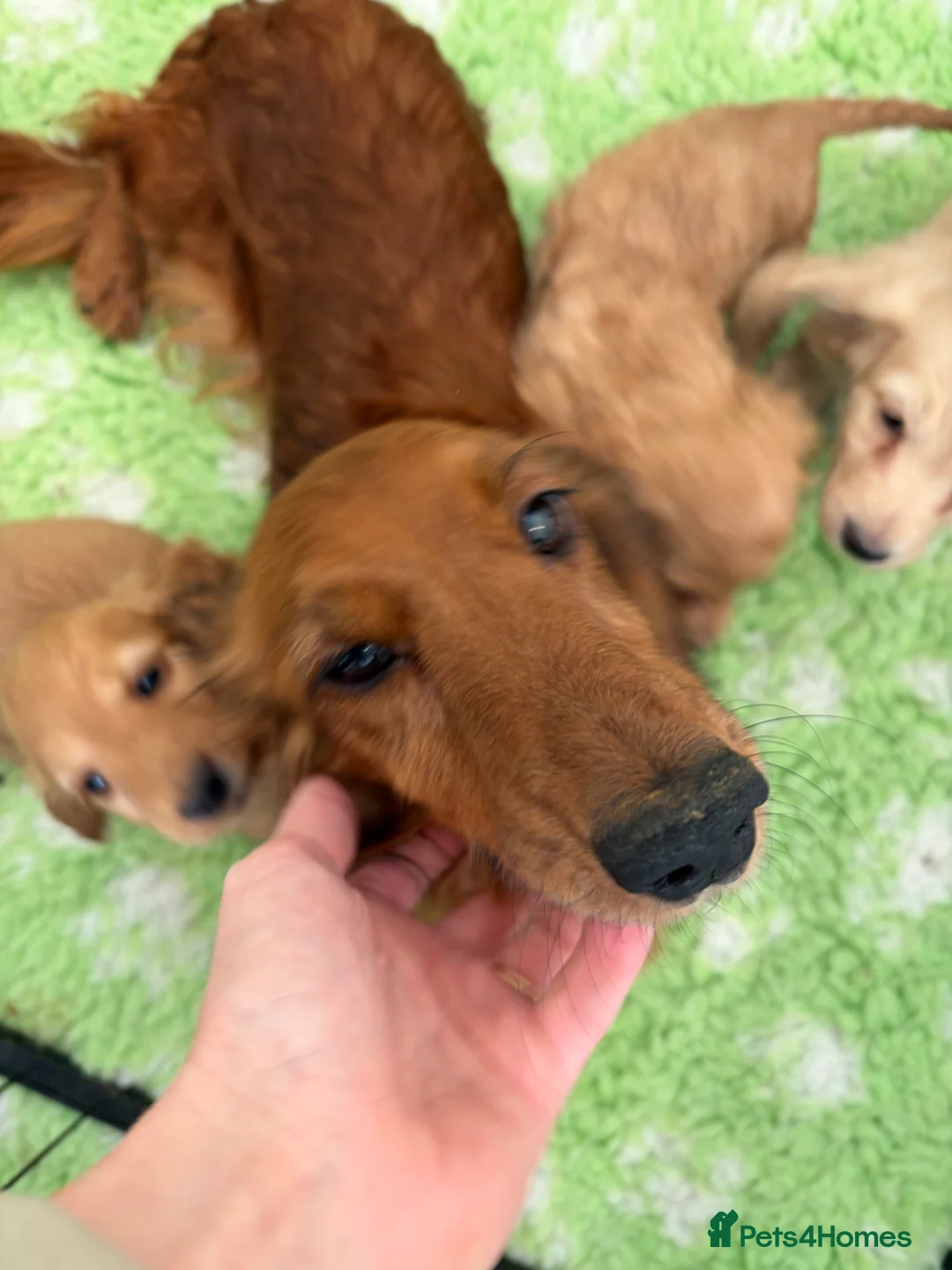 Miniature Dachshund dogs for sale: stunning cream mini dachound babies - Advert 2