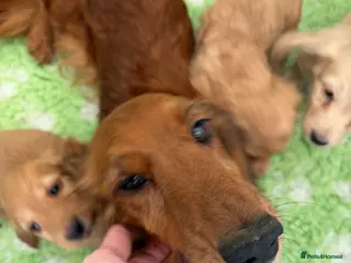 Miniature Dachshund dogs stunning cream mini dachound babies - Advert 15