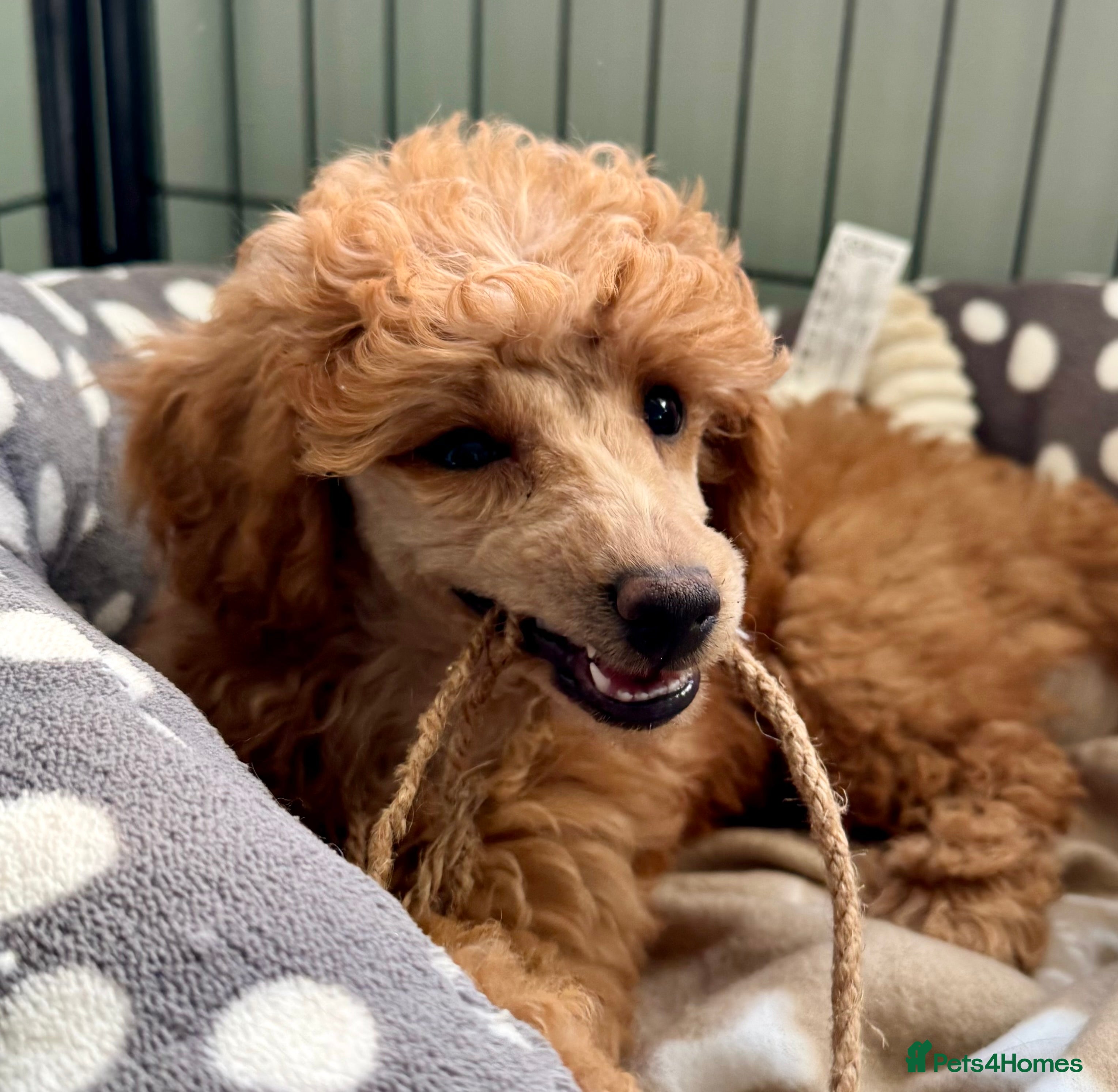 Miniature Poodle dogs Miniature Poodle puppies. Health tested parents!  - Advert 2