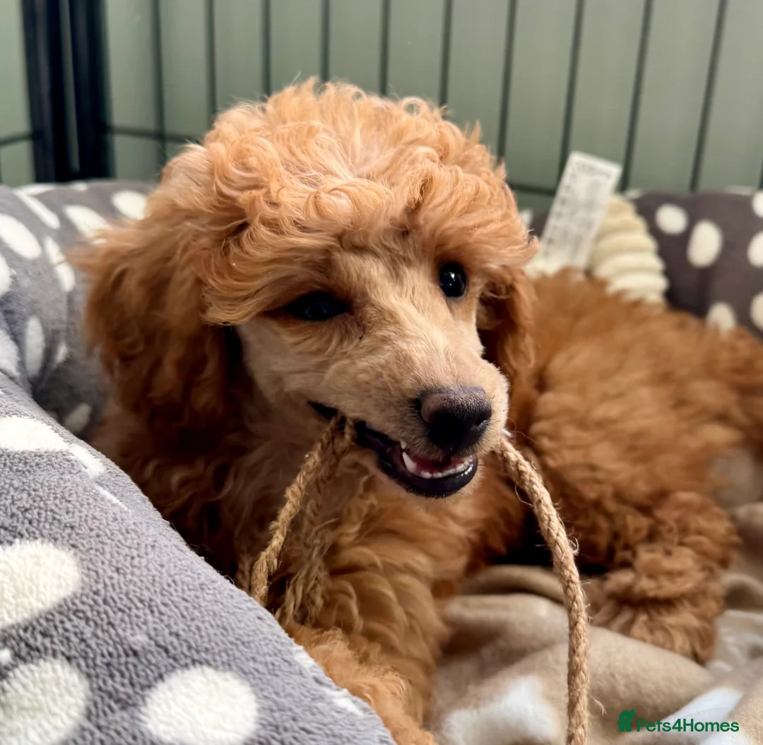 Miniature Poodle dogs for sale: Miniature Poodle puppies. Health tested parents!  - Advert 2