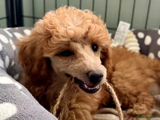 Miniature Poodle dogs Miniature Poodle puppies. Health tested parents! - Advert 2