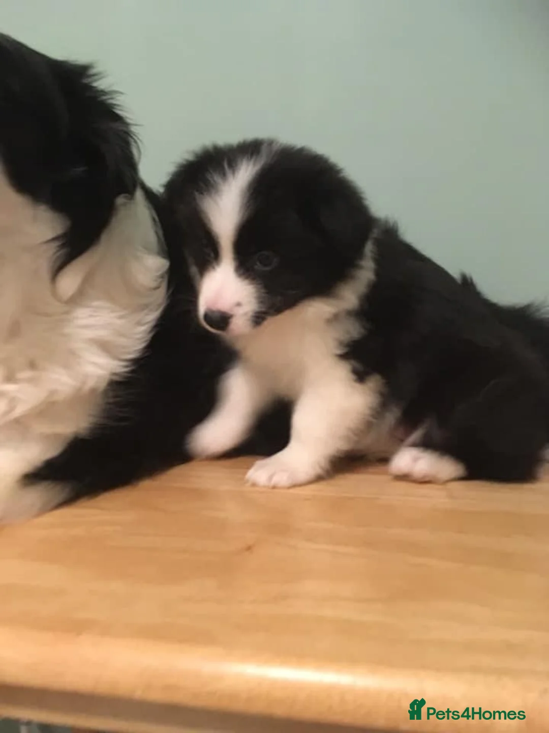 Border Collie dogs for sale: Beautiful border collie female  in Nottingham - Advert 2