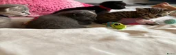 Mixed Breed cats for sale: Purrfectly adorable kittens - Advert 14