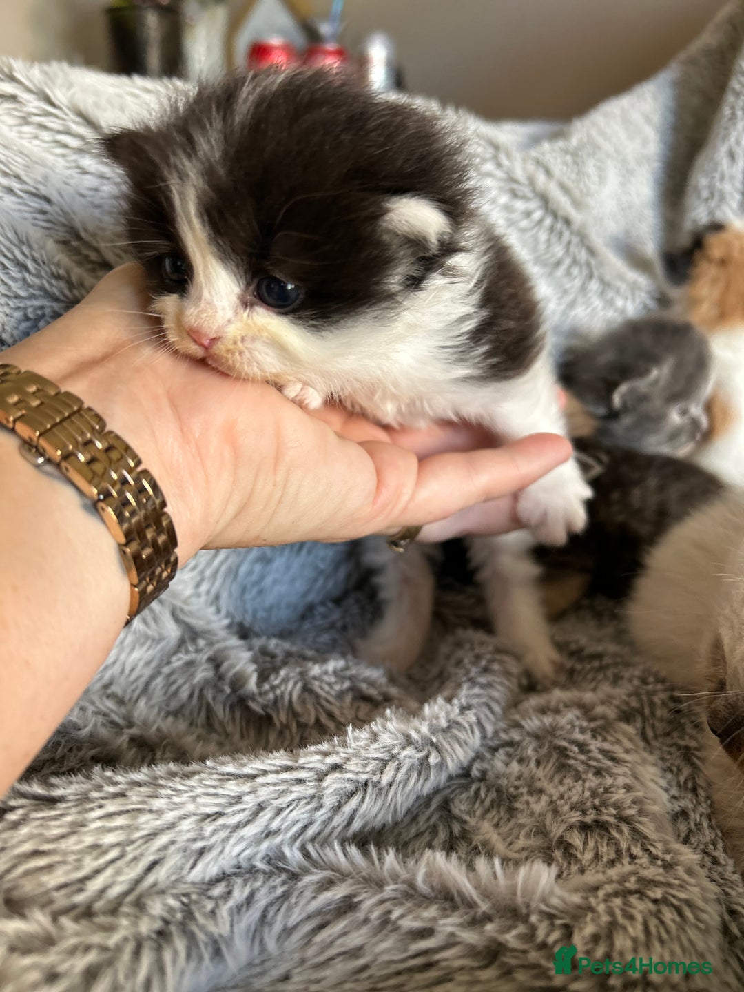 Ragdoll cats for sale: Ragdoll X Persian kittens - Image 16