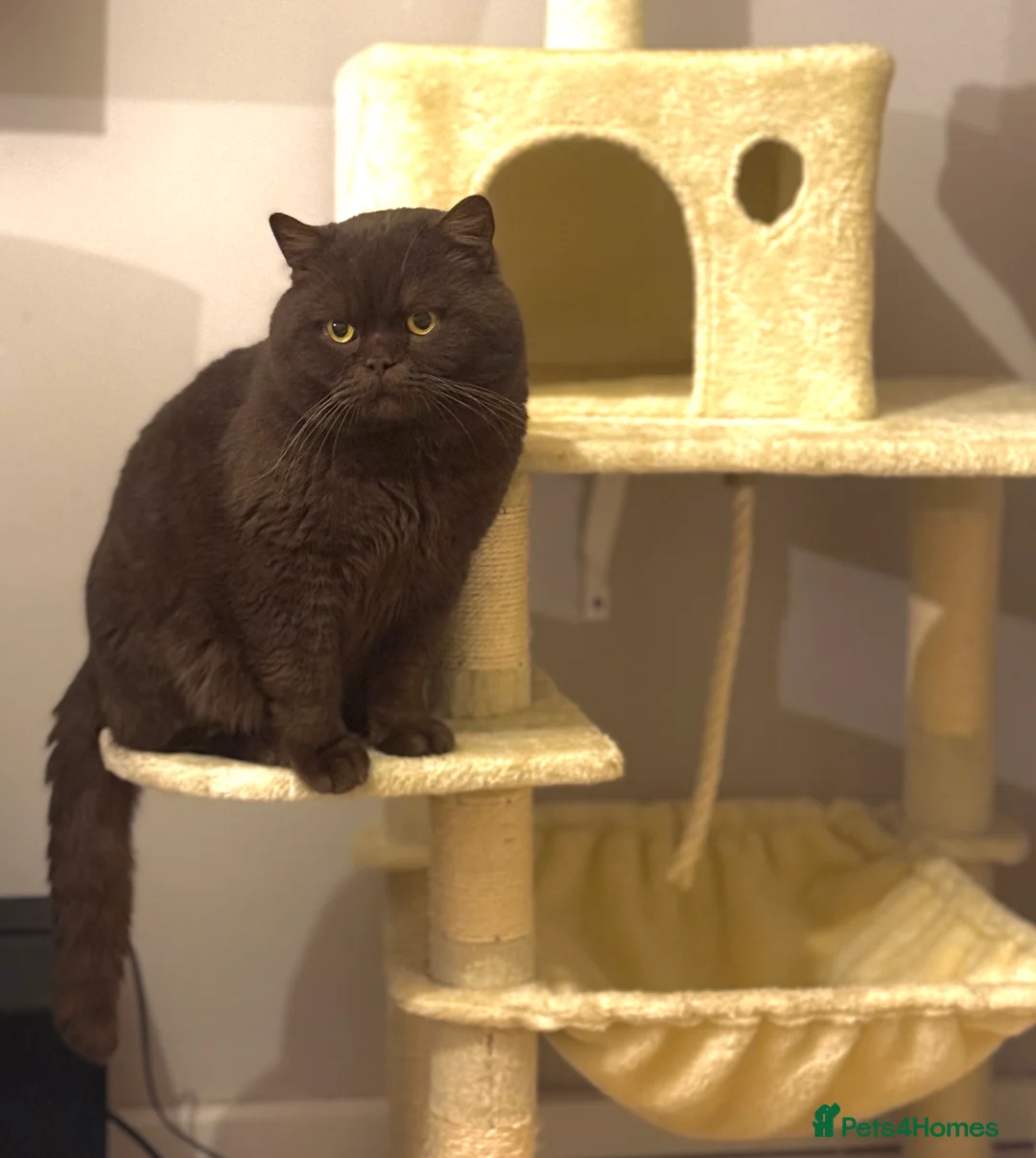 British Shorthair cats for stud: 🐾 GCCF&TICA Chocolate British Shorthair Stud 🐾  - Advert 4