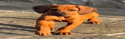 Rhodesian Ridgeback dogs for sale: Health tested parents of excellent temperament.  - Advert 8