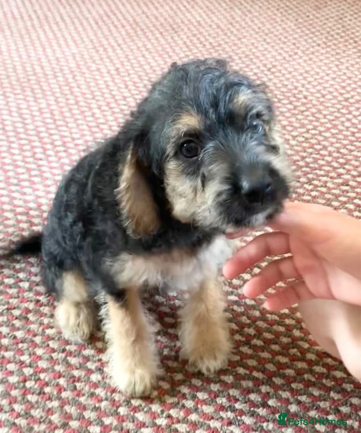 Mixed Breed dogs Jackchi x Toy poodle Puppies - Advert 4