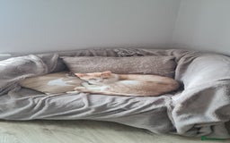 Mixed Breed cats for adoption: Lovely Theo is looking for a furever home - Image 1