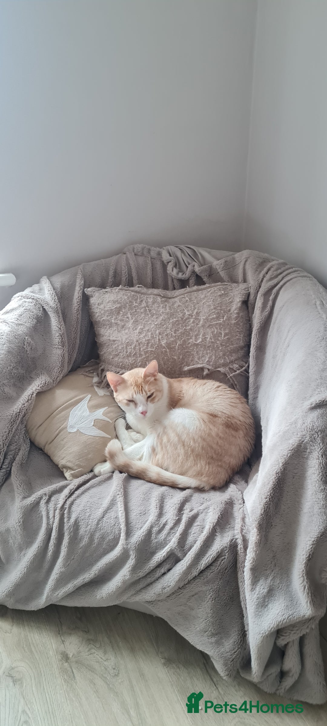 Mixed Breed cats for adoption: Lovely Theo is looking for a furever home - Image 1
