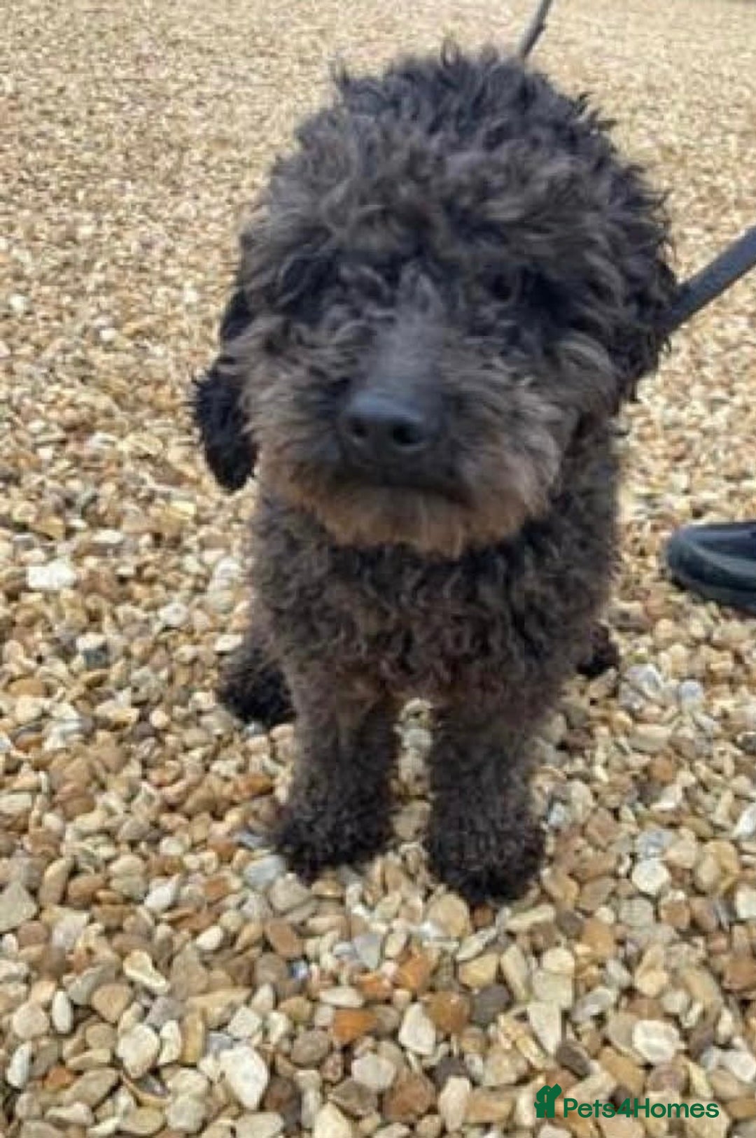 Cockapoo dogs for sale: Adorable beautiful f1 cockerpoo pups - Advert 14