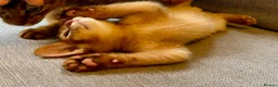Abyssinian cats for sale: Stunning GCCF Abyssinian kittens - Advert 9