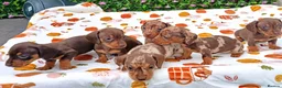 Miniature Dachshund dogs for sale: MINI DAXI KC REG PRA CLEAR - Advert 10