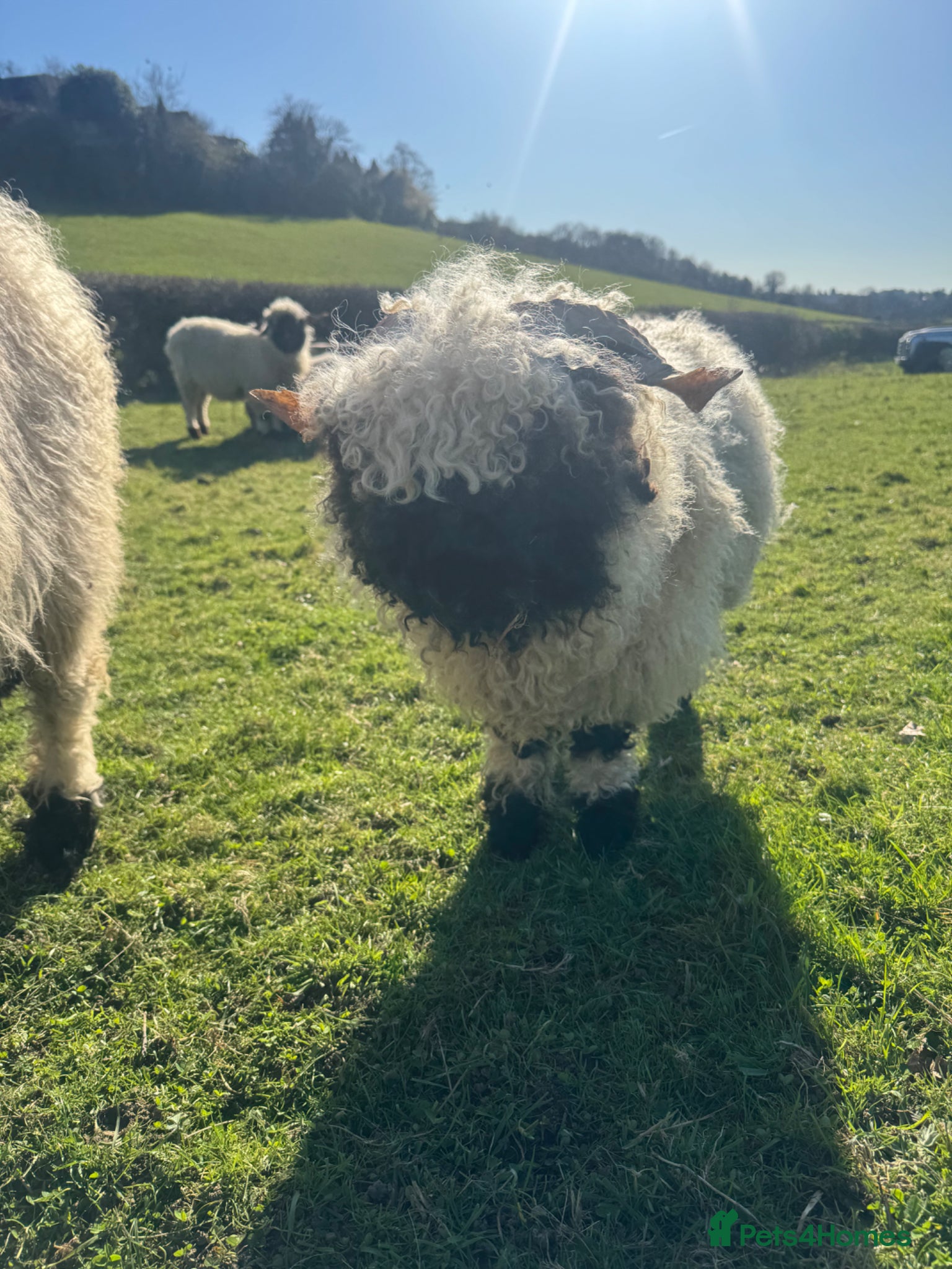 Sheep livestock A selection ages of Valais black nose available  - Advert 6