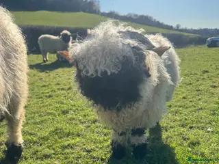 Sheep livestock A selection ages of Valais black nose available - Advert 7