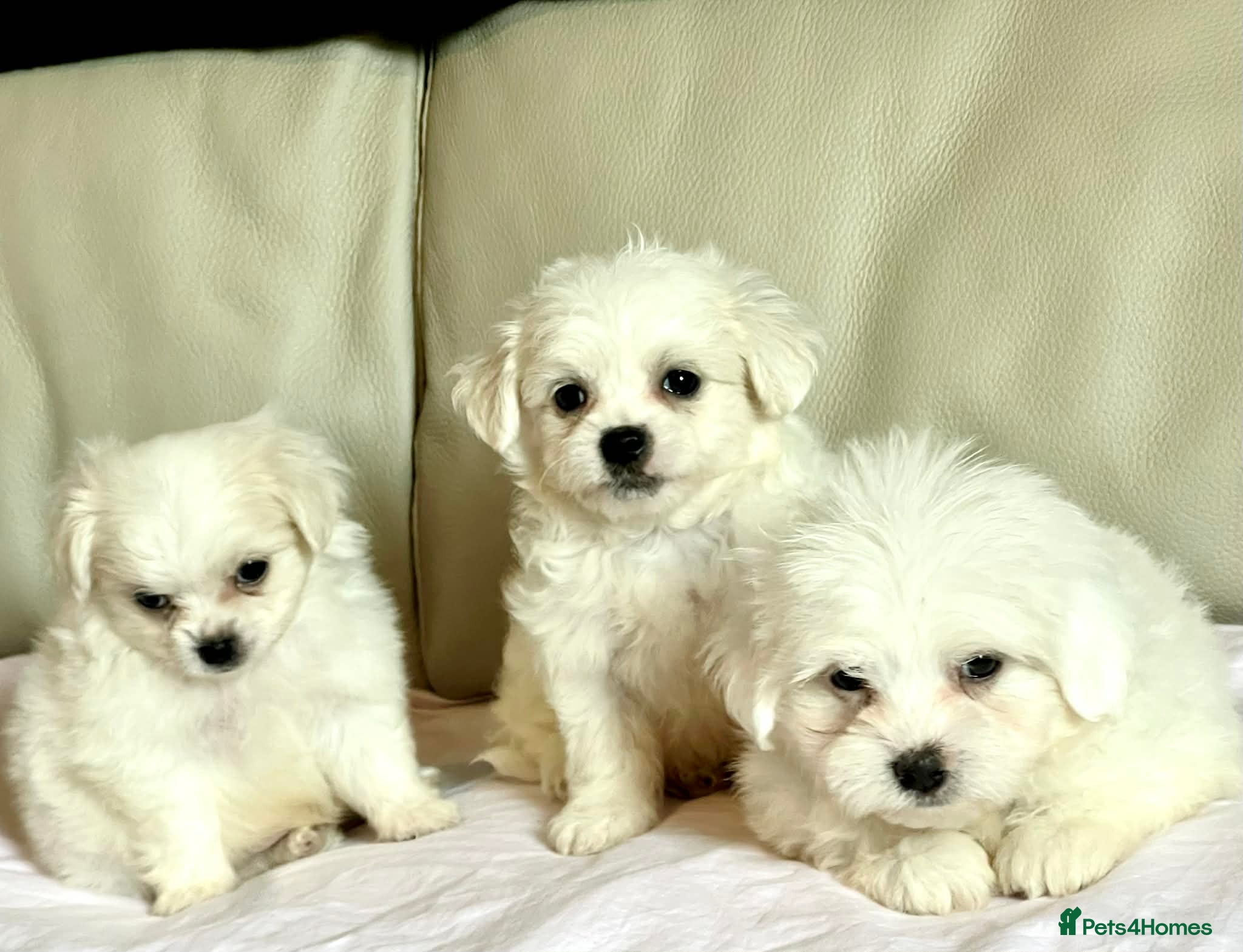 Maltipom dogs Maltipom puppies - Advert 11