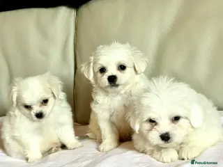 Maltipom dogs Maltipom puppies - Advert 11