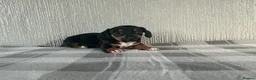 Jackshund dogs for sale: Beautiful jackshund puppies  in Cambridge - Advert 14
