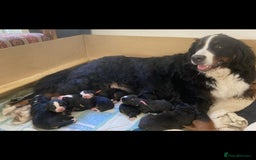Bernese Mountain Dog dogs for sale: Bernese Mountain Dog Puppies - Image 14