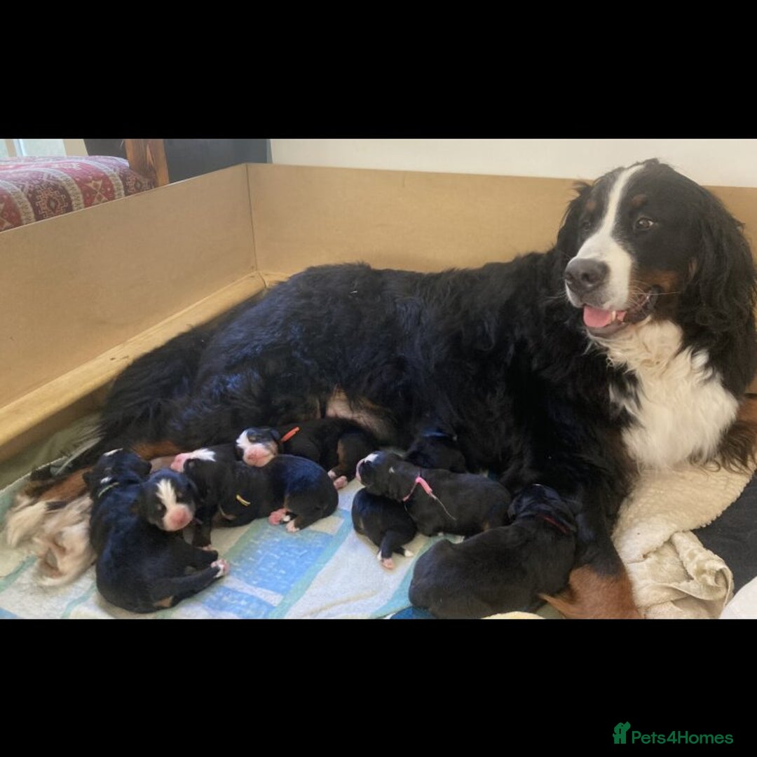 Bernese Mountain Dog dogs for sale: Bernese Mountain Dog Puppies - Image 14