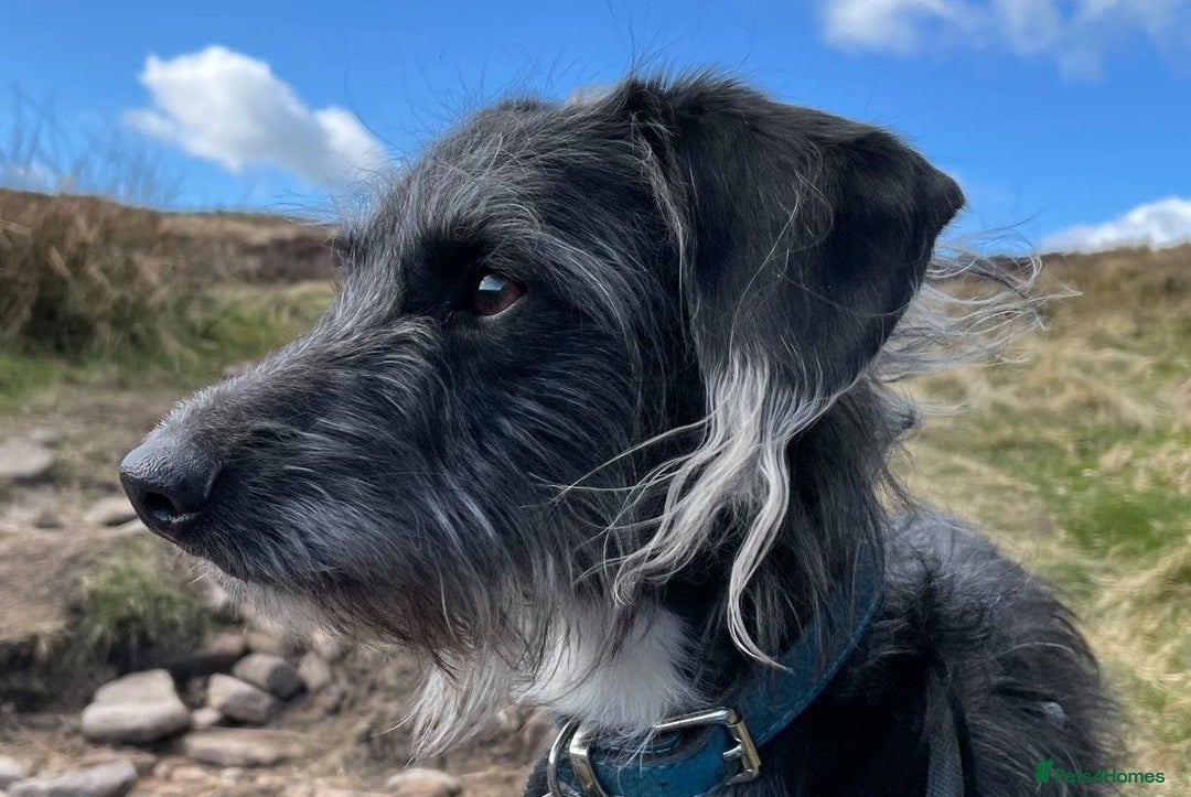 Mixed Breed dogs for sale: Whippet x Miniature Poodle  - Image 11