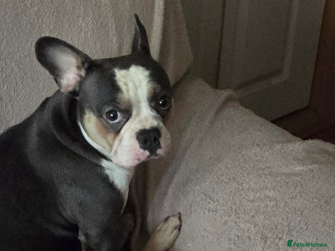 French Bulldog dogs for sale: Beautiful blue & White Blue & Tan - Advert 1