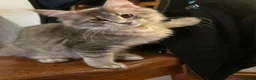 Maine Coon cats for sale: ❤️ TICA Registered Maine Coon Kittens Ready Now ❤️ - Advert 8