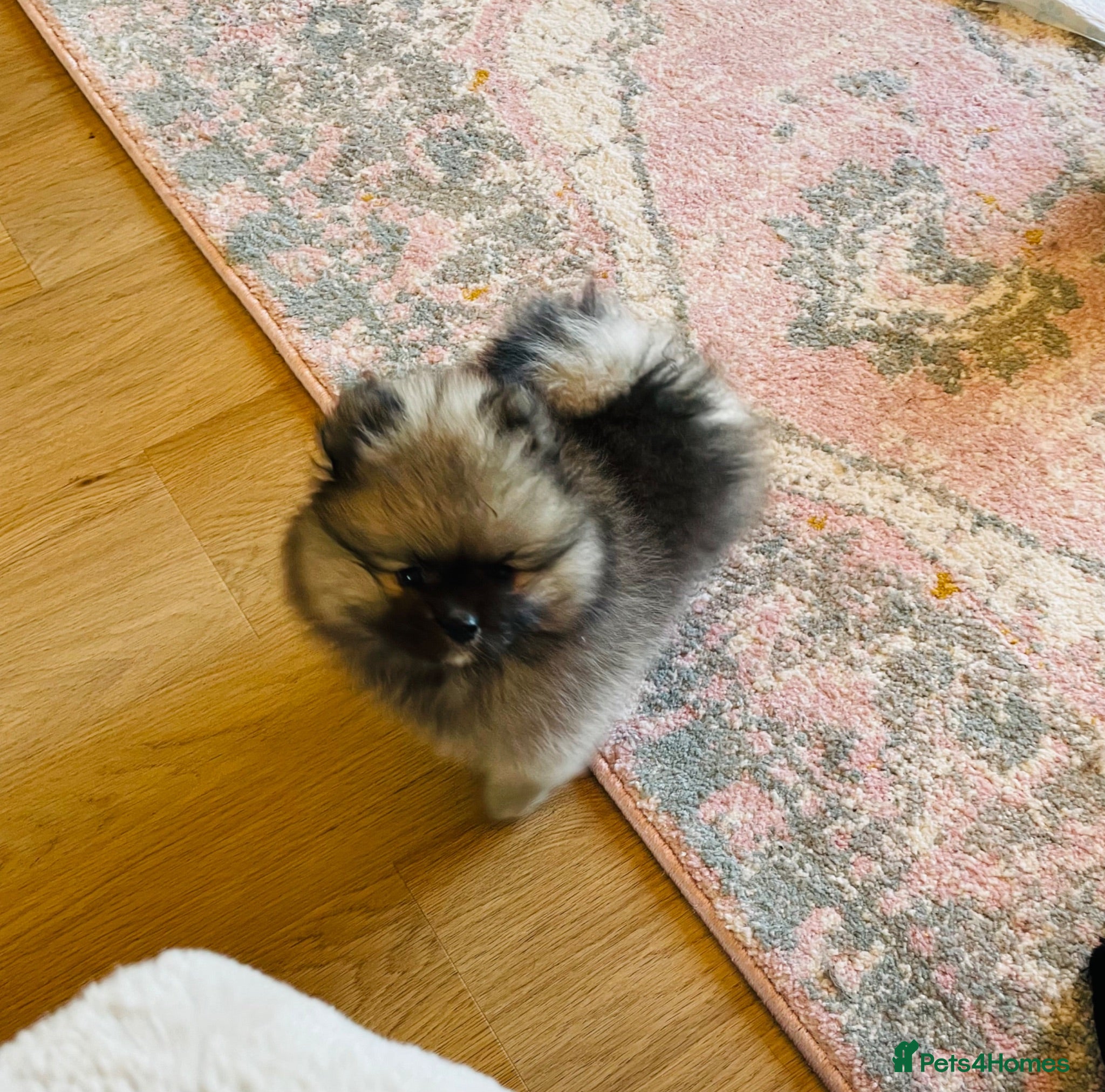 Pomeranian dogs 💙Ready now! Kc Teddy Bear Pomeranian💙 - Advert 7